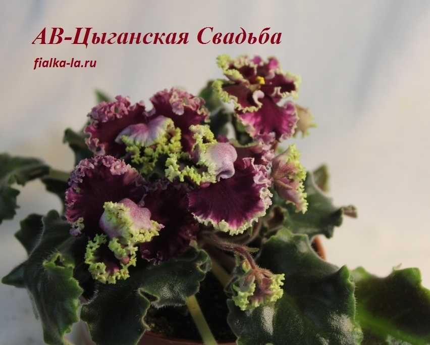 Всё о фиалках АВ Загадочный Лес, Цыганская Свадьба, Абсолем, Бомба, Танго и других работах селекционера Фиалковода Статья содержит описания и фото популярных сортов, а также информацию об их особенностях и болезнях