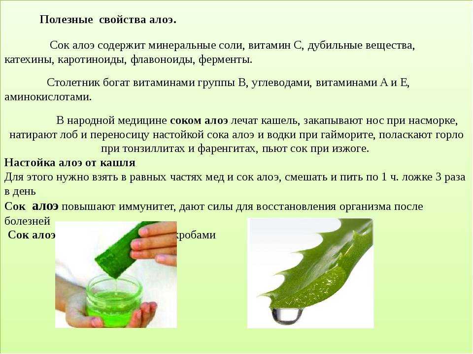 Алоэ в нос selo.guru — интернет портал о сельском хозяйстве