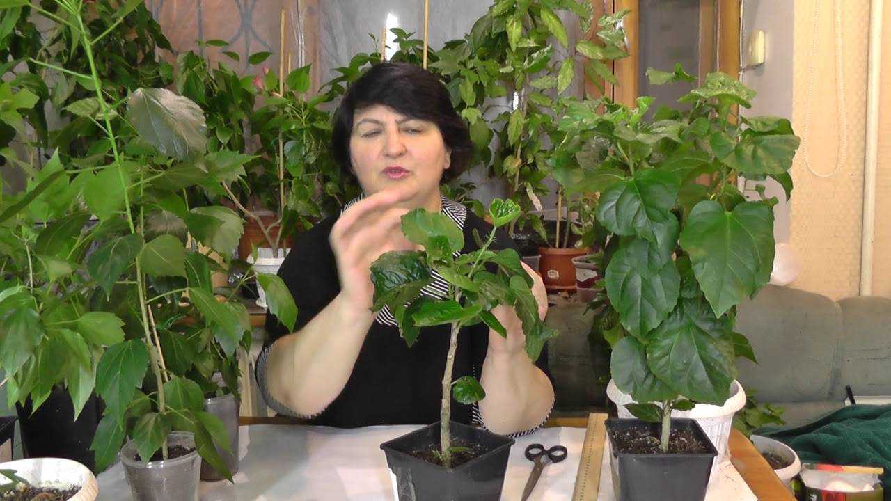 Как обрезать гибискус комнатный: когда подстричь домашний цветок и каким образом сделать это правильно, а также формирование кроны весной и уход в условиях квартиры русский фермер