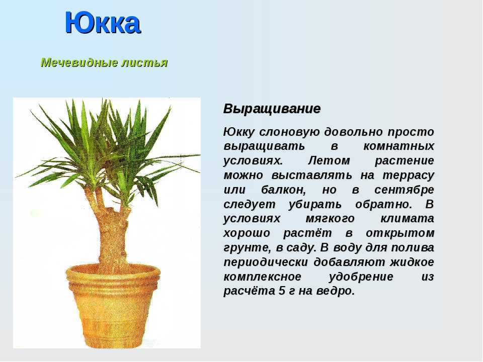 Как научить тропическую юкку переносить наши зимы?