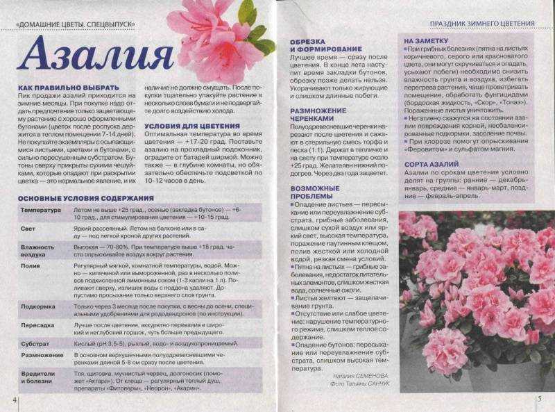 Азалия садовая: посадка и уход в открытом грунте, фото