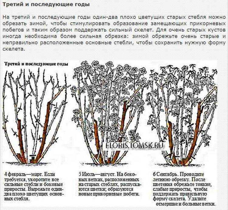 Нужно обрезать розы на зиму