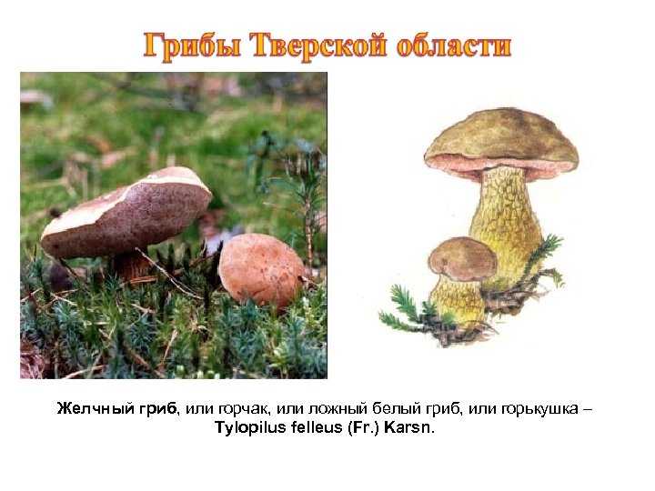 Истинный и ложный белый гриб: основные отличия