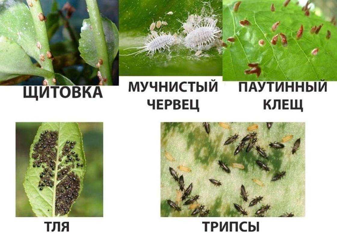 Средства борьбы с тлей на комнатных растениях: жасмине, розе, цикламене