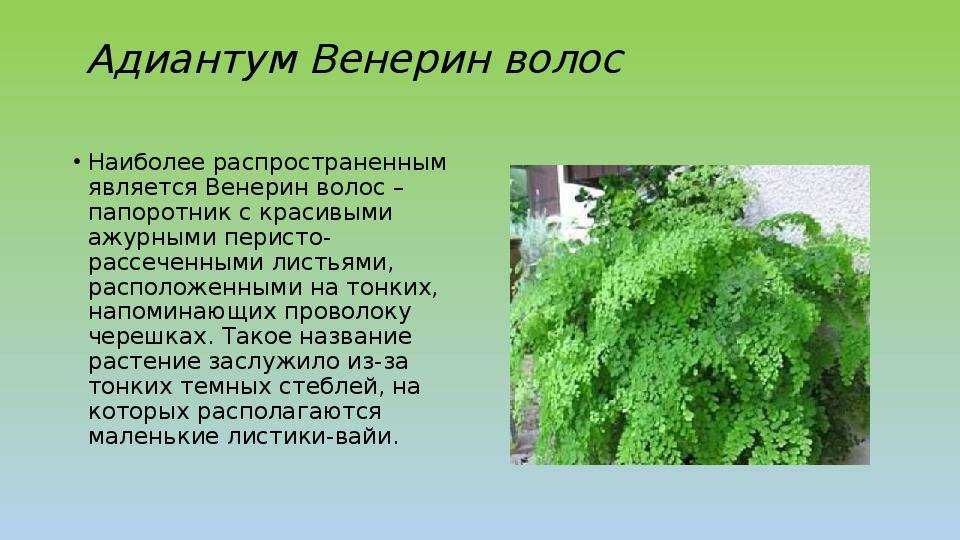 Растение адиуантум Adiantum, которое еще именуют адиант, относится к роду папоротников монотипного семейства Птерисовые Этот род объединяет около 200 видов