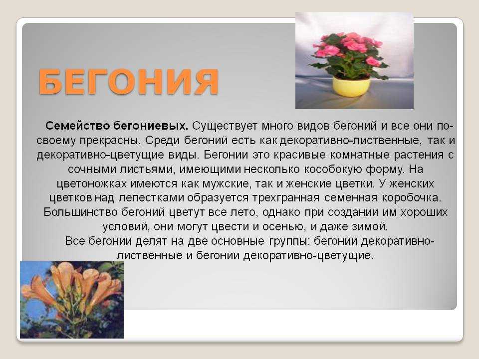 Комнатная бегония элатиор — пышное цветение почти круглый год