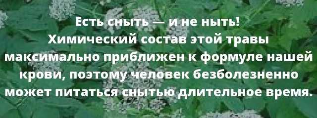 Травянистый многолетник сныть: полезные свойства и противопоказания - лечим дома