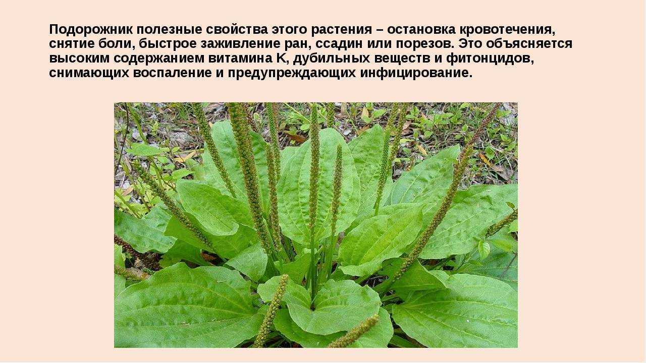 Декоративный подорожник — вкусный, полезный и красивый. выращивание, сорта, использование в дизайне сада. фото