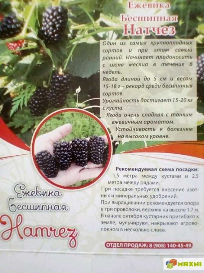 Ежевика: описание, посадка и уход в домашних условиях, сорта, фото