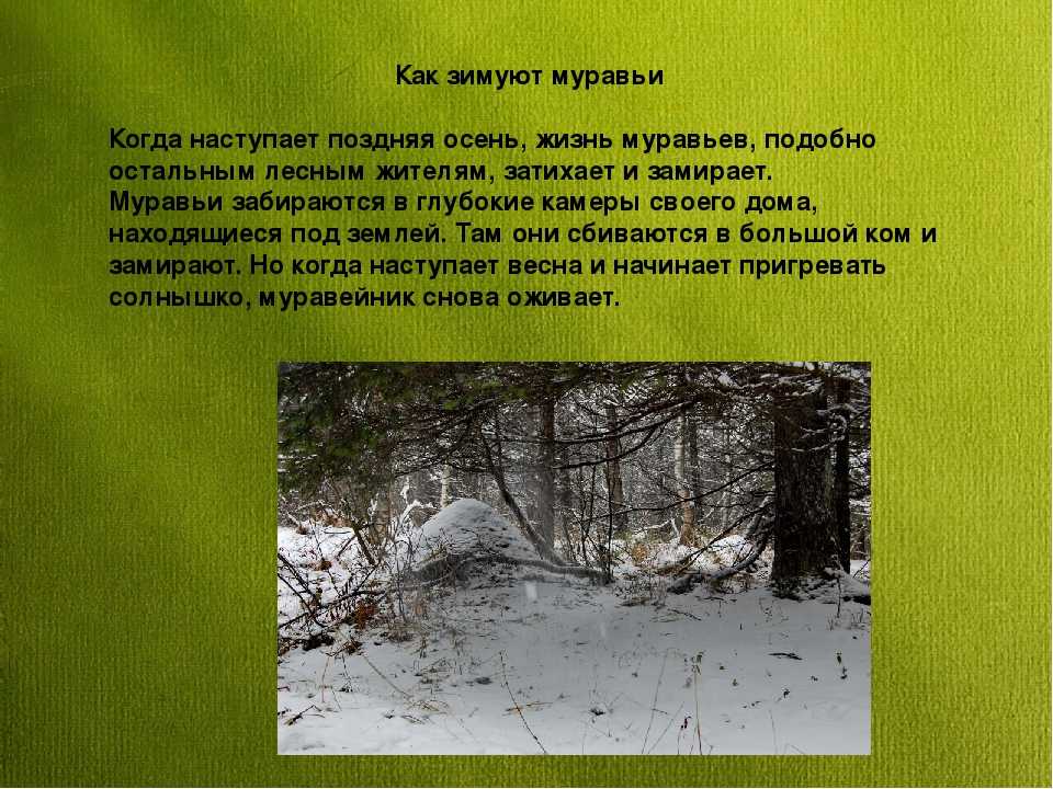 Как зимуют муравьи - питание, диапауза, спячка