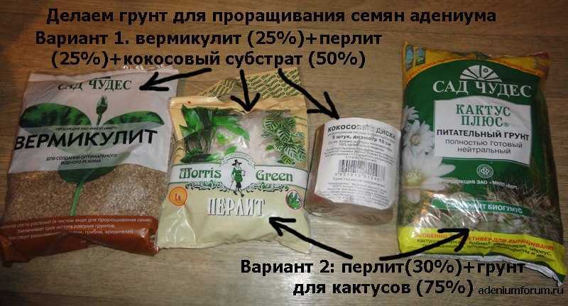 Лимонное дерево — как вырастить в домашних условиях