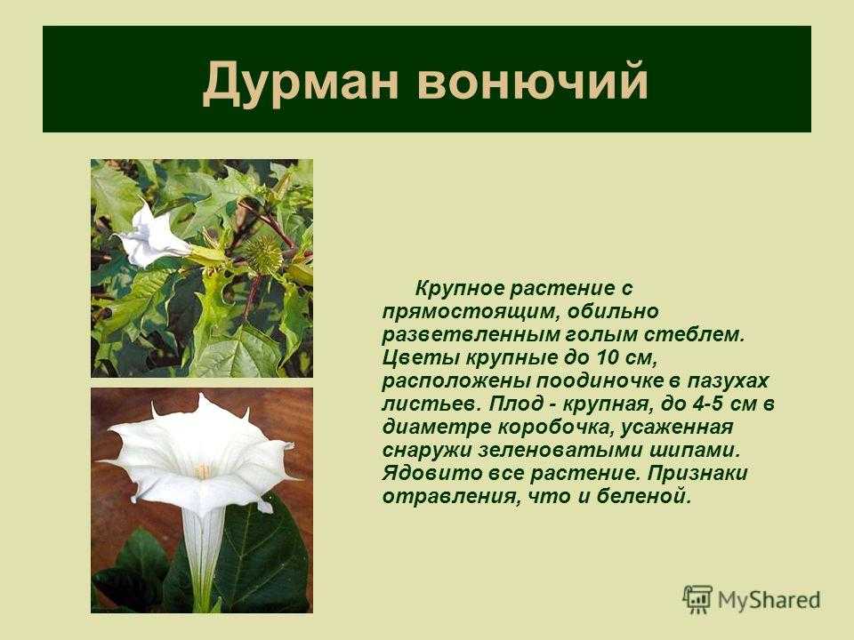 Датура, или дурман. уход и выращивание из семян. посадка, размножение в домашних условиях. фото — ботаничка