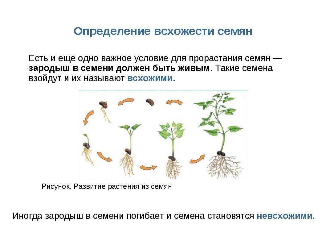 Грунт для алоэ вера: какая земля подходит, как сделать почву в домашних условиях и как правильно садить растение, выбор дренажа, посадка на улице