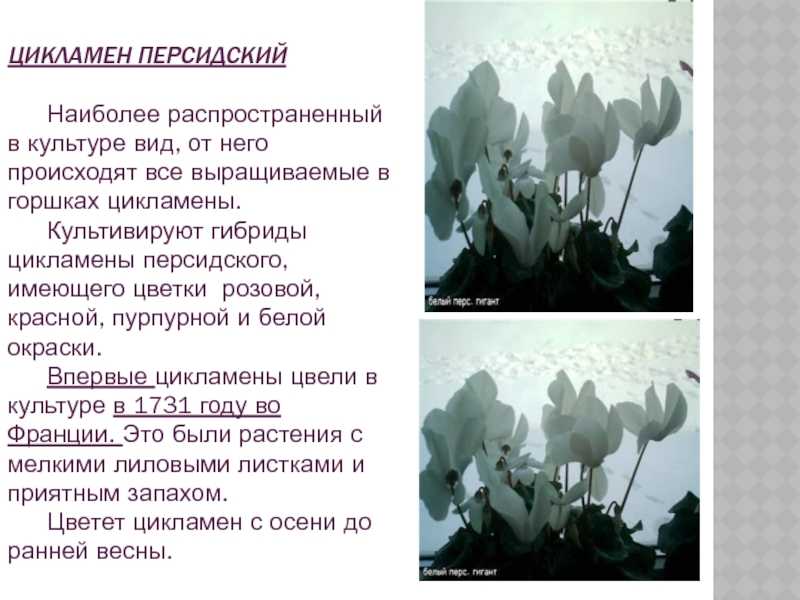 Как помочь комнатному растению: у цикламена желтеют и вянут листья – что делать