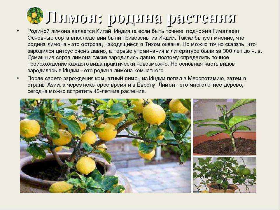 Лимон lemon комнатный - виды: павловский, мейера, пондероза, новогрузинский лимон, уход в домашних условиях, размножение