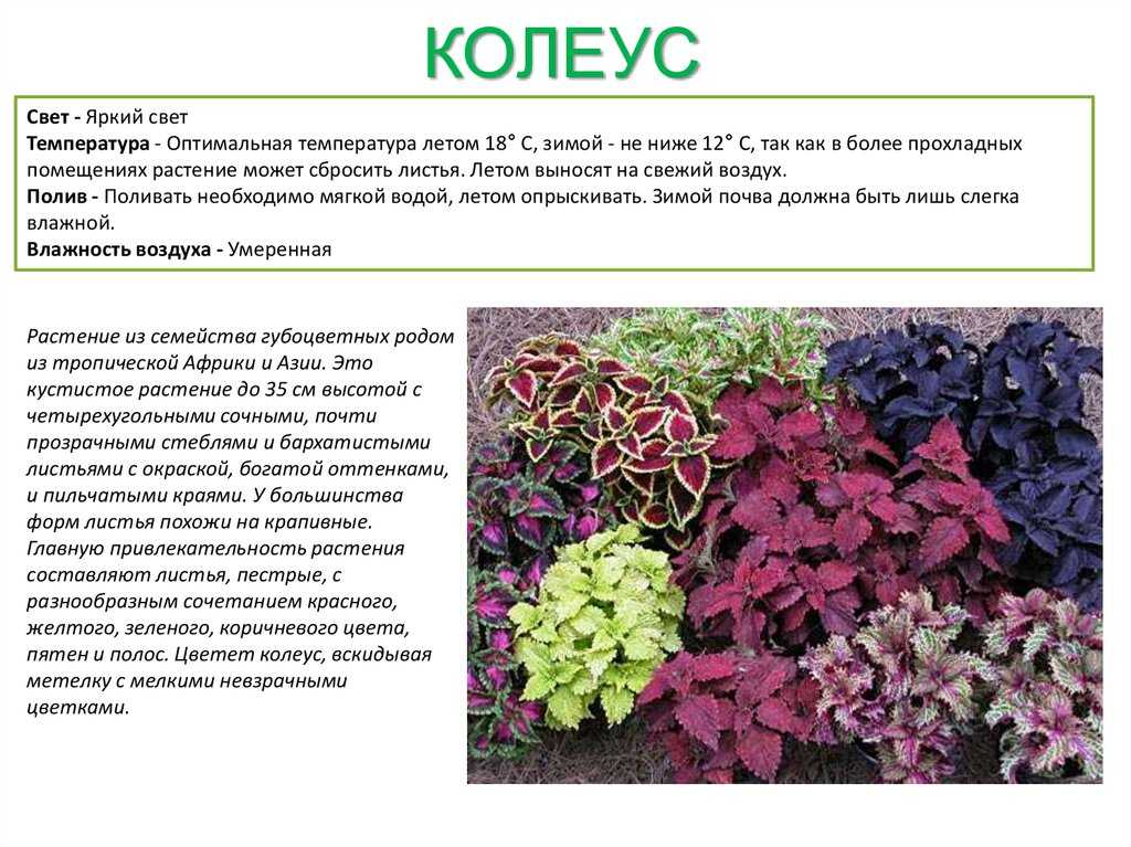 Колеус (60 фото) - виды, уход и выращивание