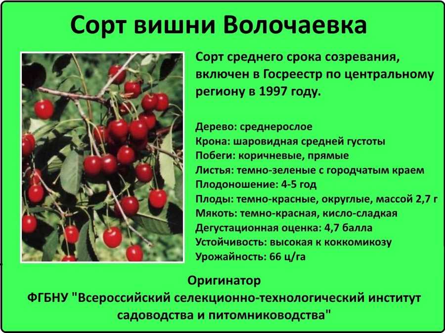 Выращивание брусники в саду, на даче - посадка и уход