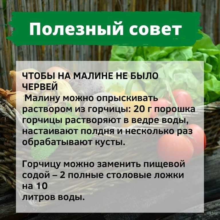 Акалифа: 6 видов с фото и уход в домашних условиях