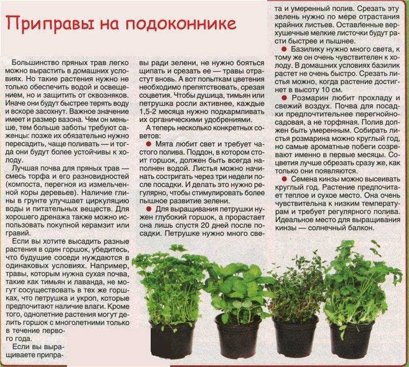 Многие огородники помимо овощей и зелени выращивают на своем участке еще и различные пряные травы При этом душица, которую еще называют орегано, пользуется у них особой популярностью