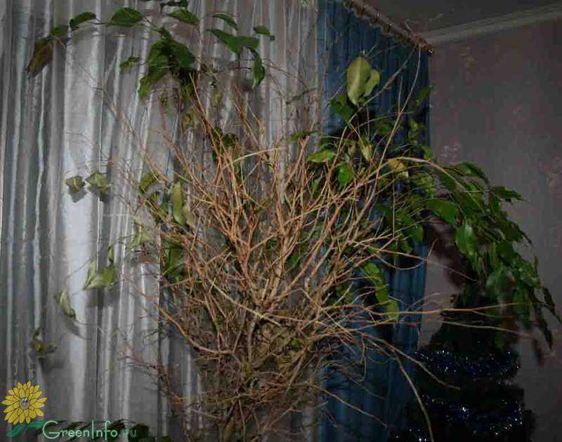 Фикус сбрасывает листья — причина и что делать