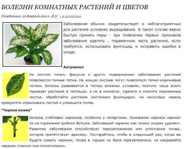 Почему кливия не цветет – причины и что делать