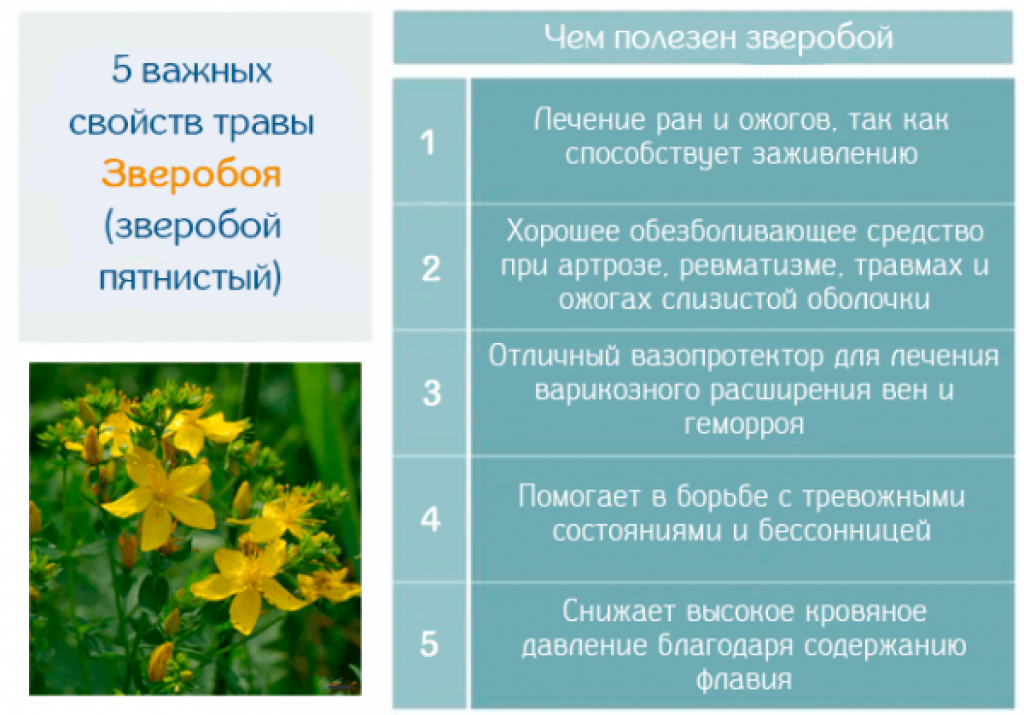 Зверобой: посадка и уход в открытом грунте, полезные свойства
