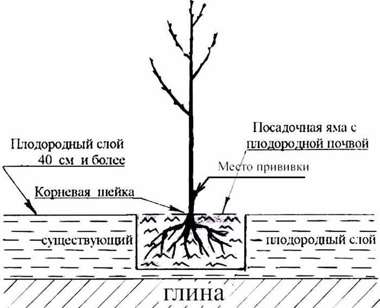 Черешня Prunus avium, еще именуемая птичьей вишней, является представителем семейства розовые Такое дерево достигает в высоту в среднем 10 метров, но встречаются и более высокие растения до 30 метров
