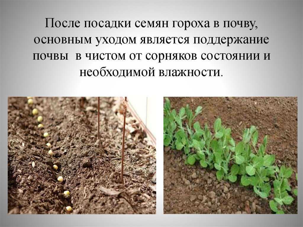 Пастернак: выращивание и уход в домашних условиях
