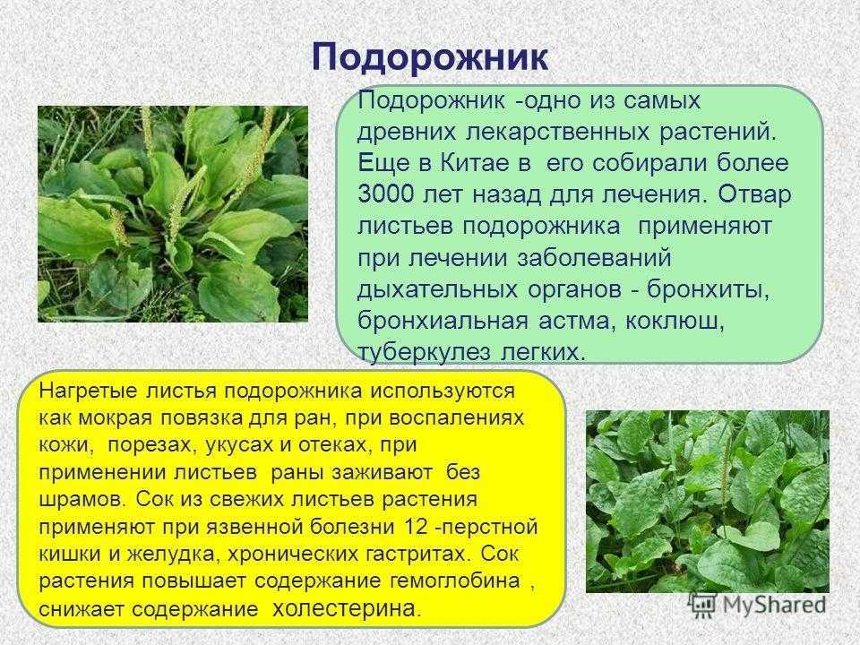 Папоротник кочедыжник женский и ниппонский правила посадки и ухода