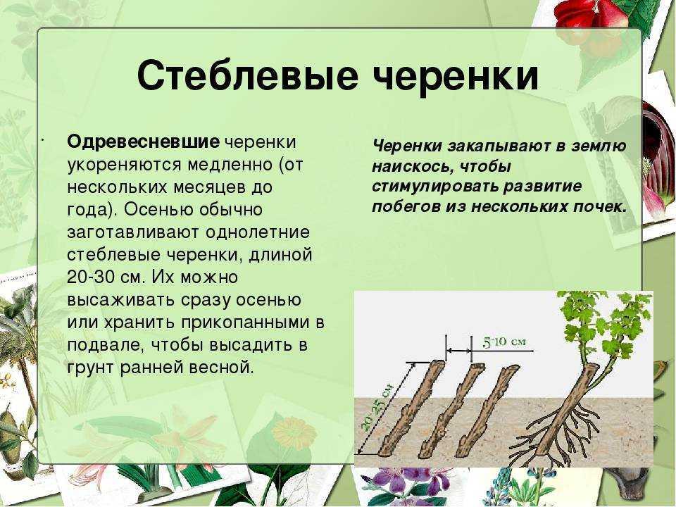 Роза эксплорер (explorer) — описание сортовой культуры