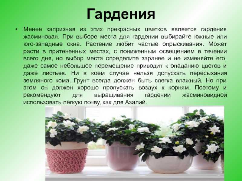 Как вырастить глоксинию из семян в домашних условиях