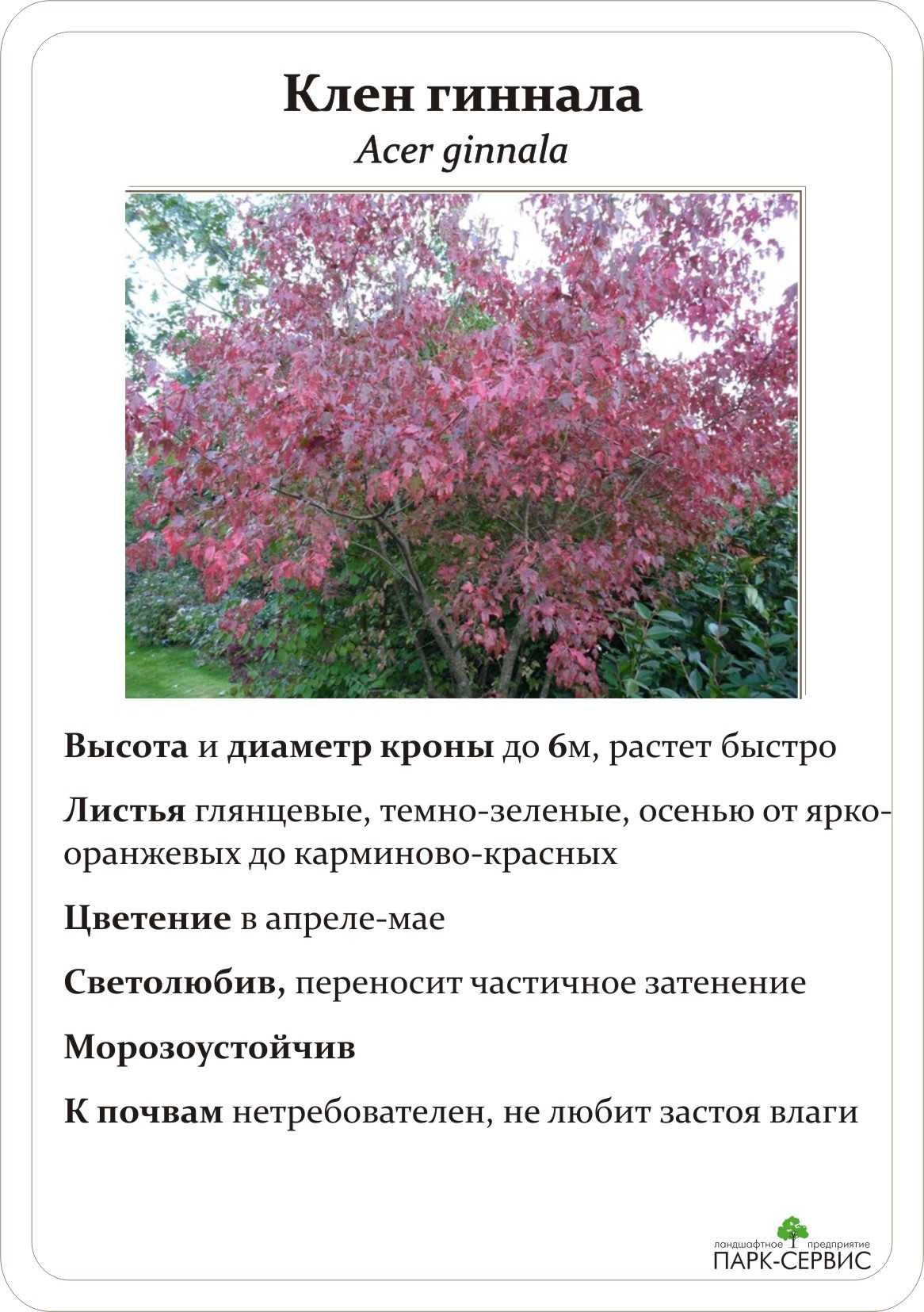 Клен Гиннала — это не очень высокое дерево, обладающее декоративным внешним видом Оно поможет сделать ваш садовый участок более живописным, а также его можно использовать и для создания живой изгороди