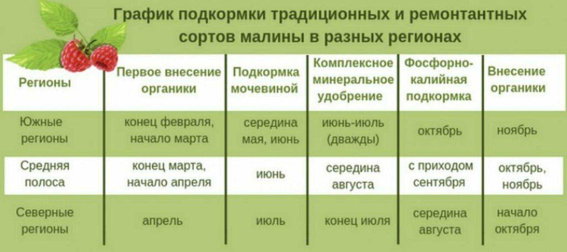 Правильная подготовка к посадке садовой земляники