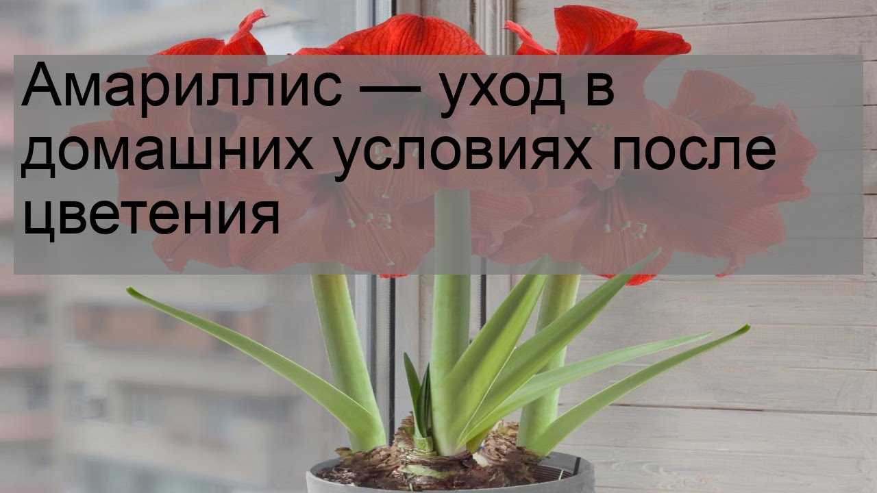 Амариллис уход в домашних условиях, размножение, цветение, пересадка, обрезка, болезни, фото и видео