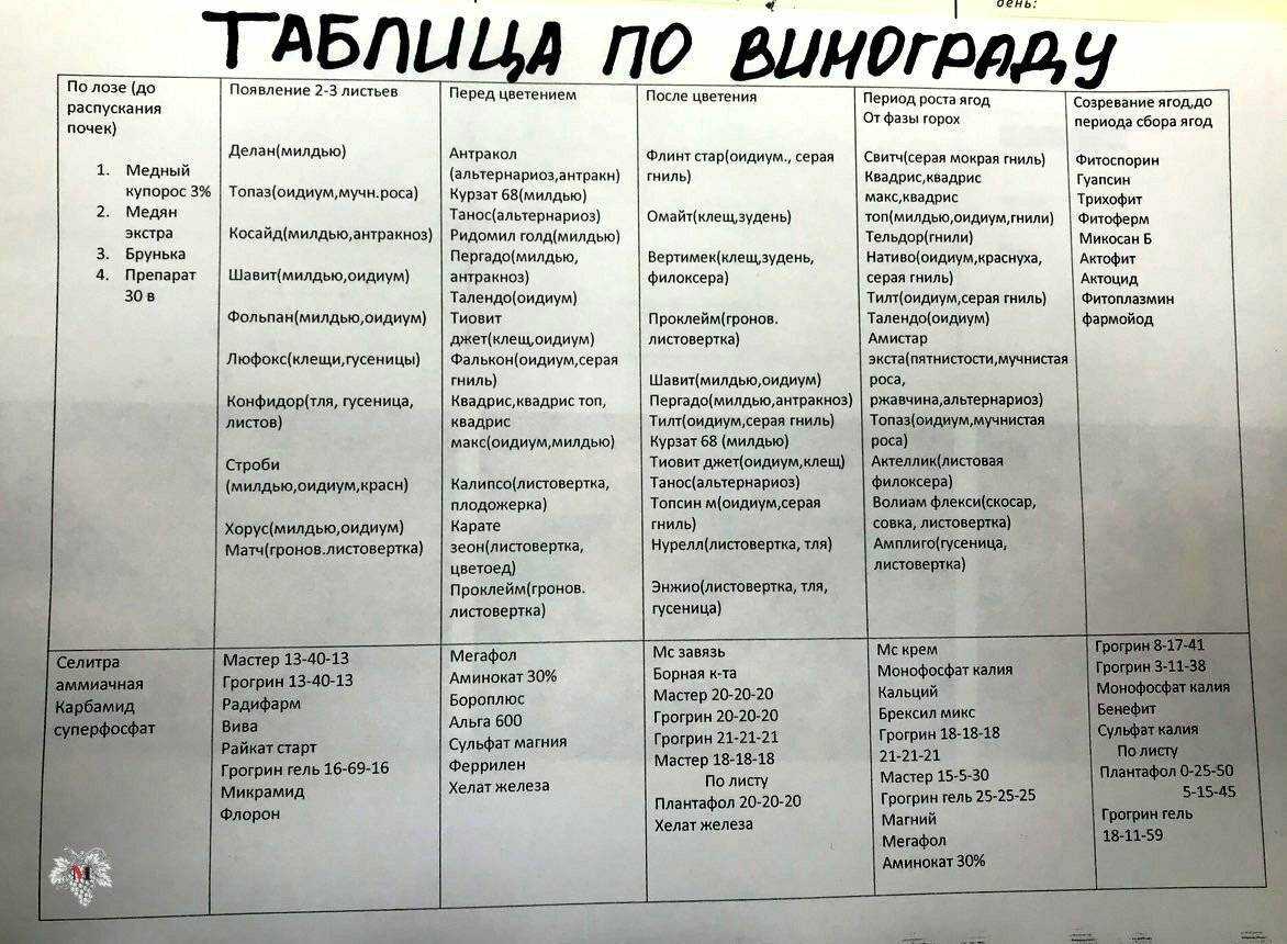 Что делать если на винограде мучнистая роса, как бороться