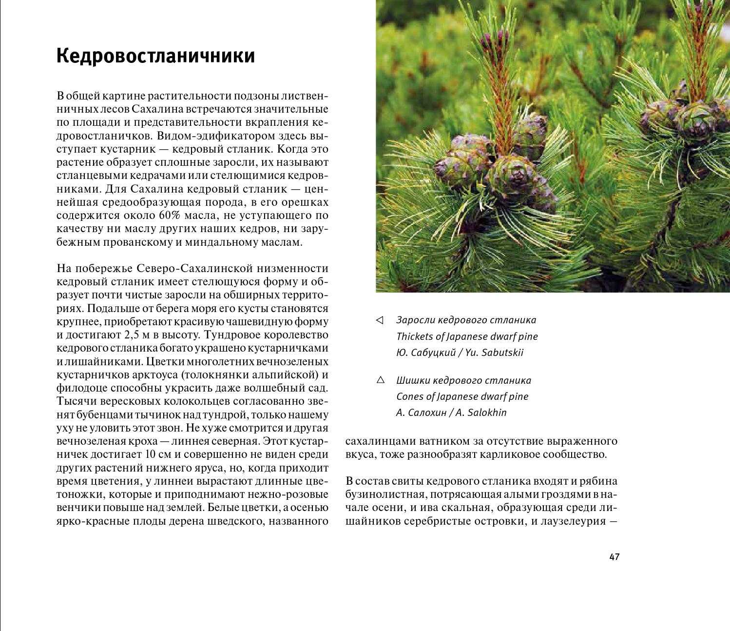 Сосна стланиковая: описание, фото и уход за кедровым стлаником