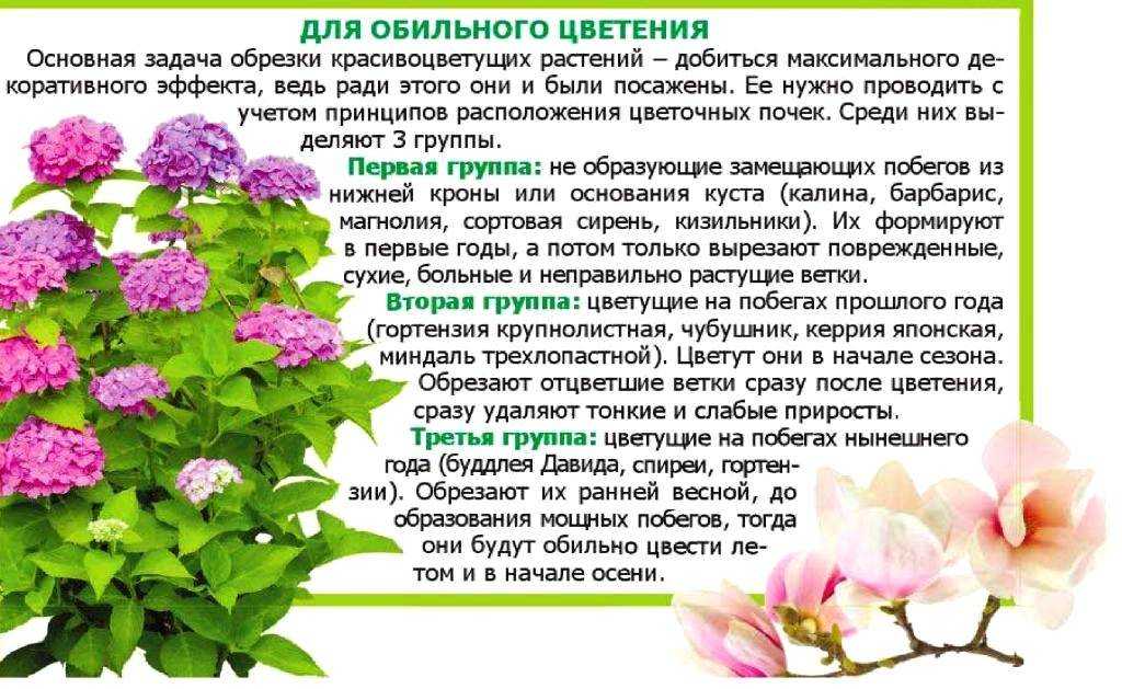 Гортензия комнатная уход в домашних условиях, советы с фото, видео