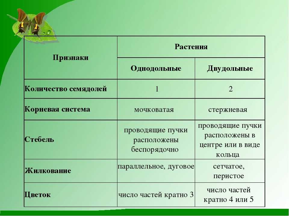 Что такое фаза семядолей. семя. определение неорганических веществ в семени