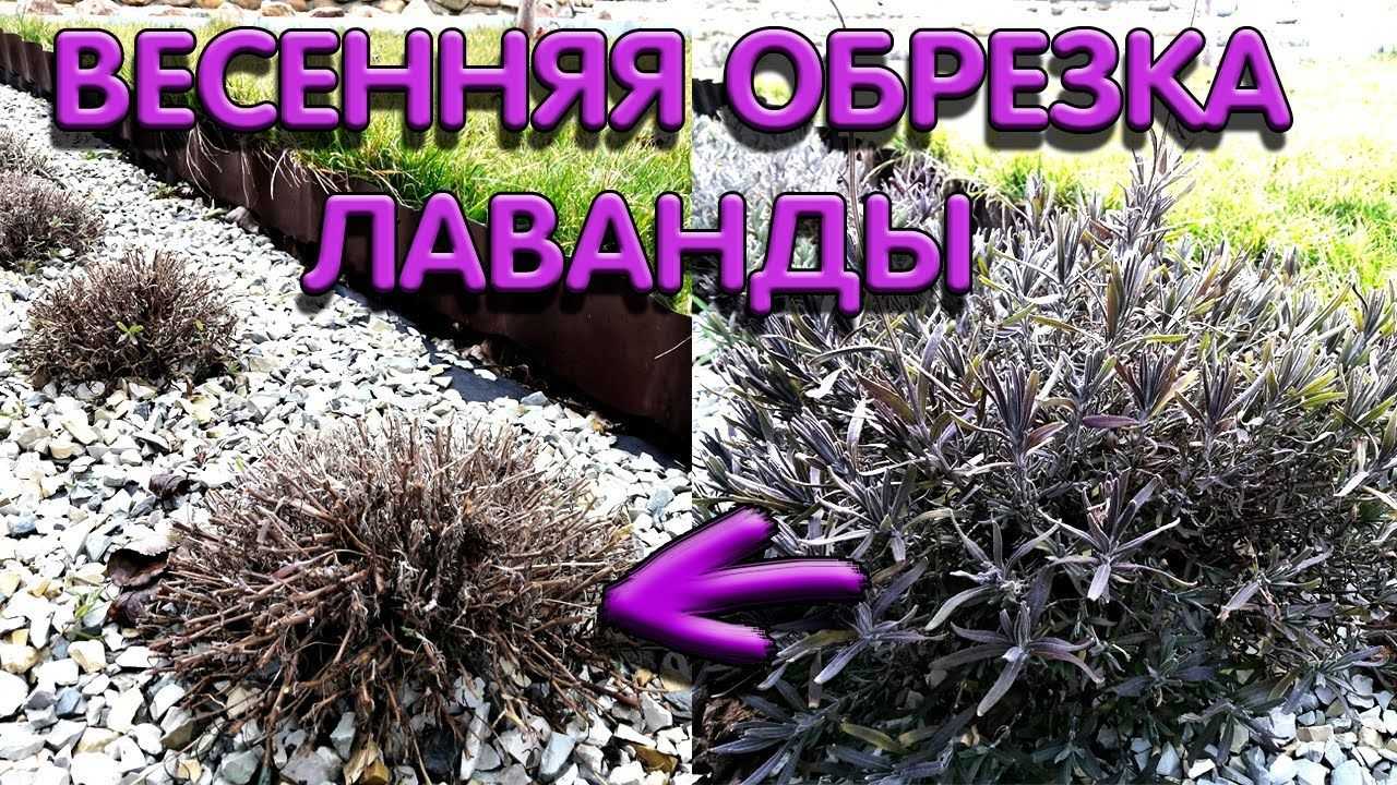 Уход за лавандой осенью и подготовка к зиме - обрезка и укрытие