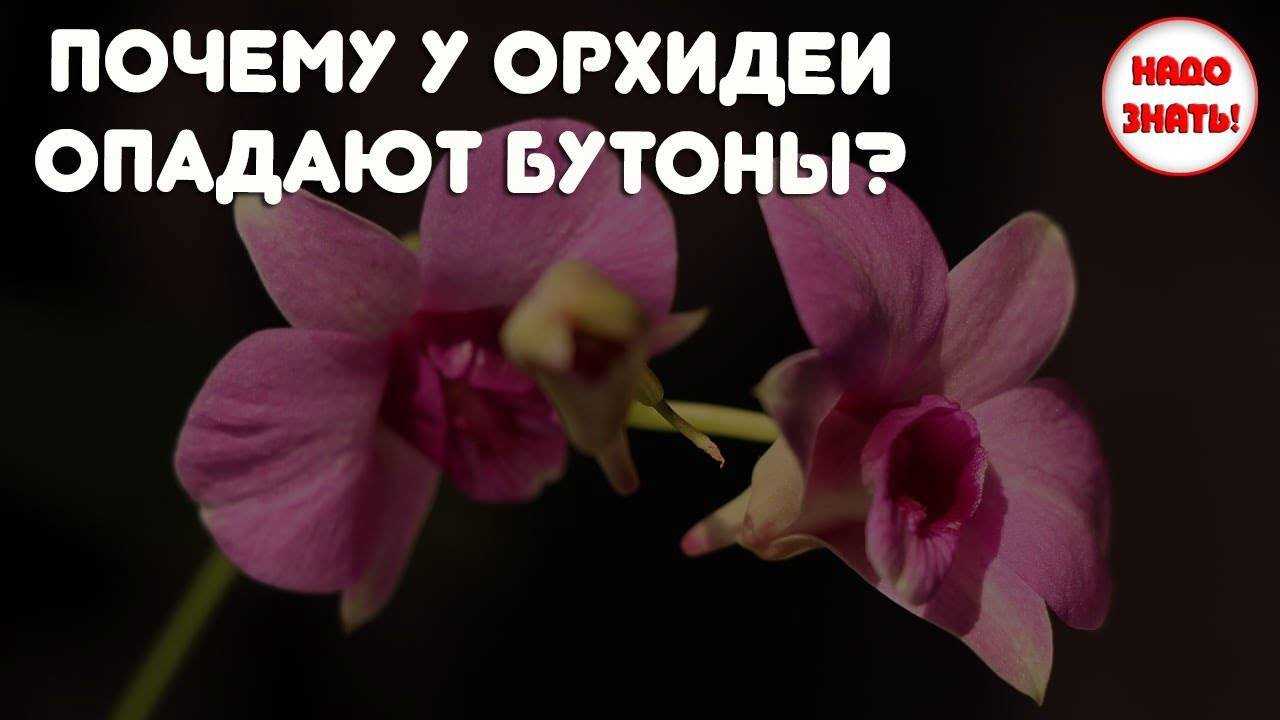 Орхидея сбрасывает бутоны