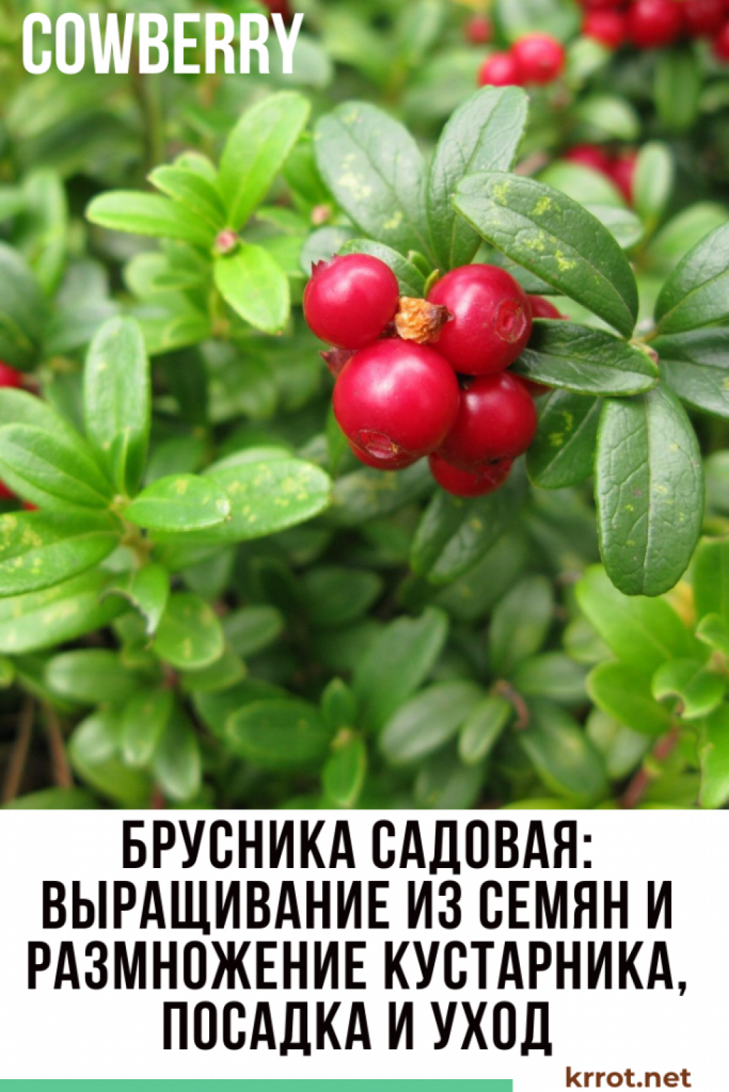 Брусника – лесные витамины на грядке - сад 6 соток