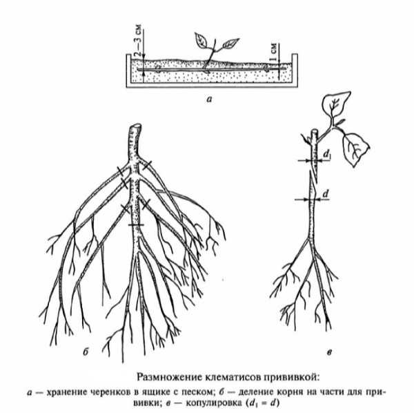 Восковой плющ: описание, размножение и уход