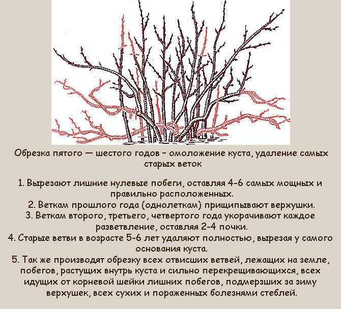 Йошта: посадка и уход за гибридом чёрной смородины и крыжовника