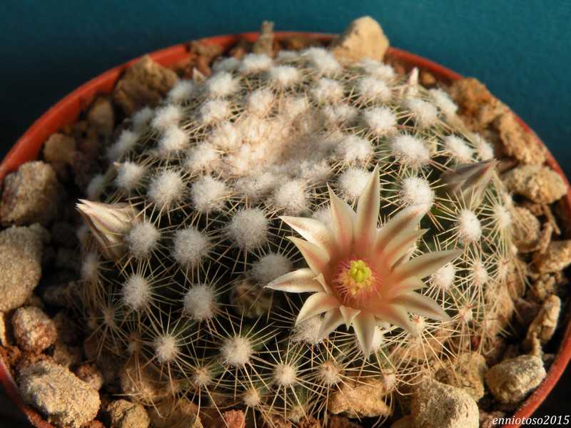 Маммилярия mammillaria - виды, уход, размножение, особенности