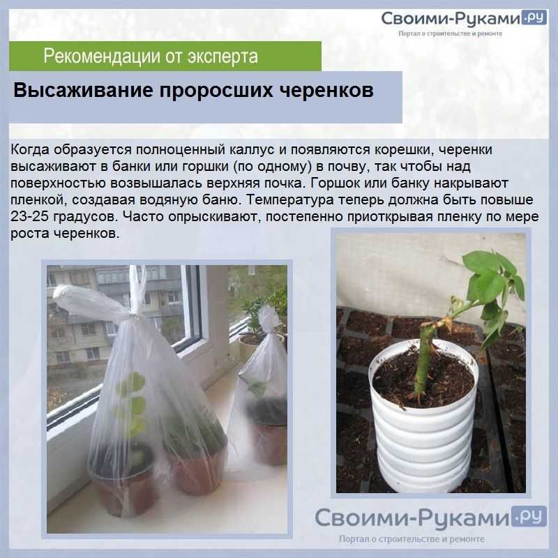 Метод бурито для других растений - клуб органического земледелия