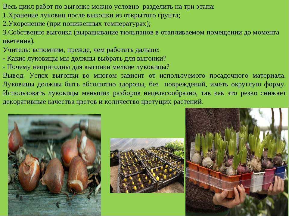 Как можно красиво посадить тюльпаны, схема и идеи для ландшафтного дизайна