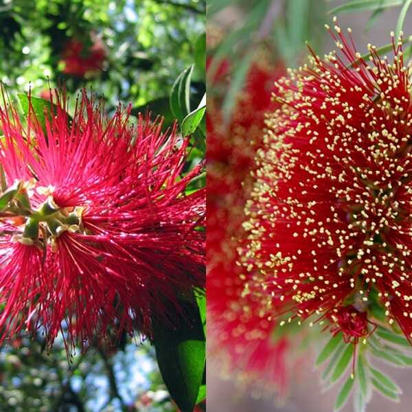 Растение каллистемон Callistemon представляет собой вечнозеленый кустарник либо дерево и является частью семейства Миртовые Это сильноветвящееся растение имеет пышную крону