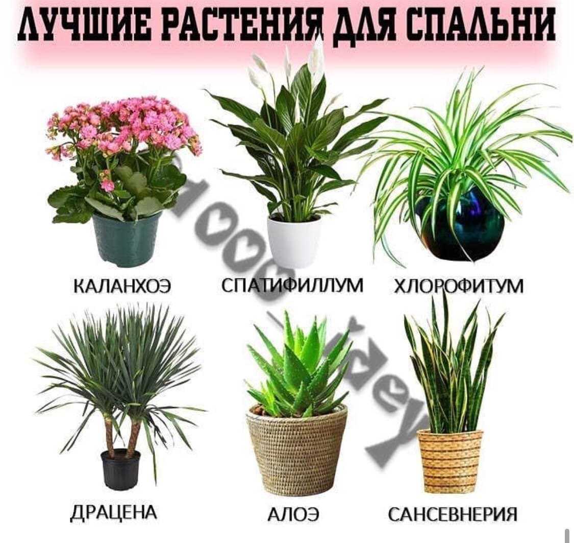 Какие комнатные растения полезны для человека — названия и описание