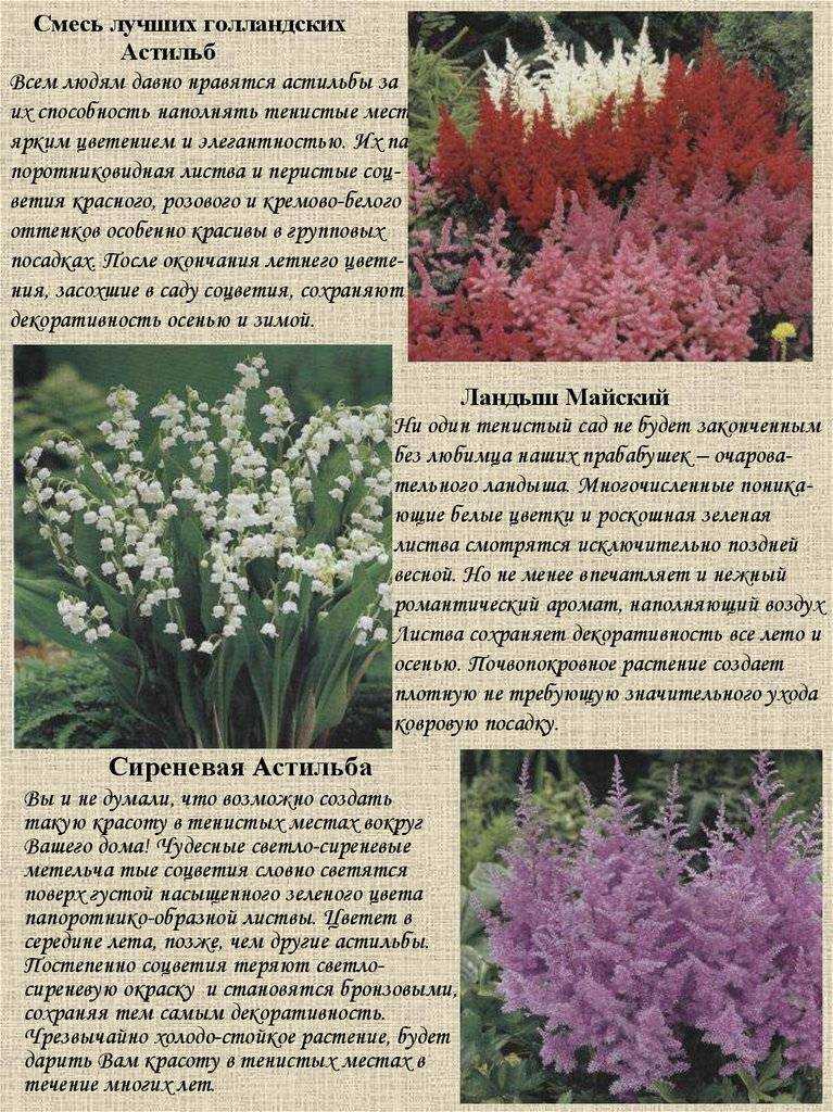 Цветок астильба: посадка и уход в открытом грунте, фото астильбы, подготовка астильбы к зиму