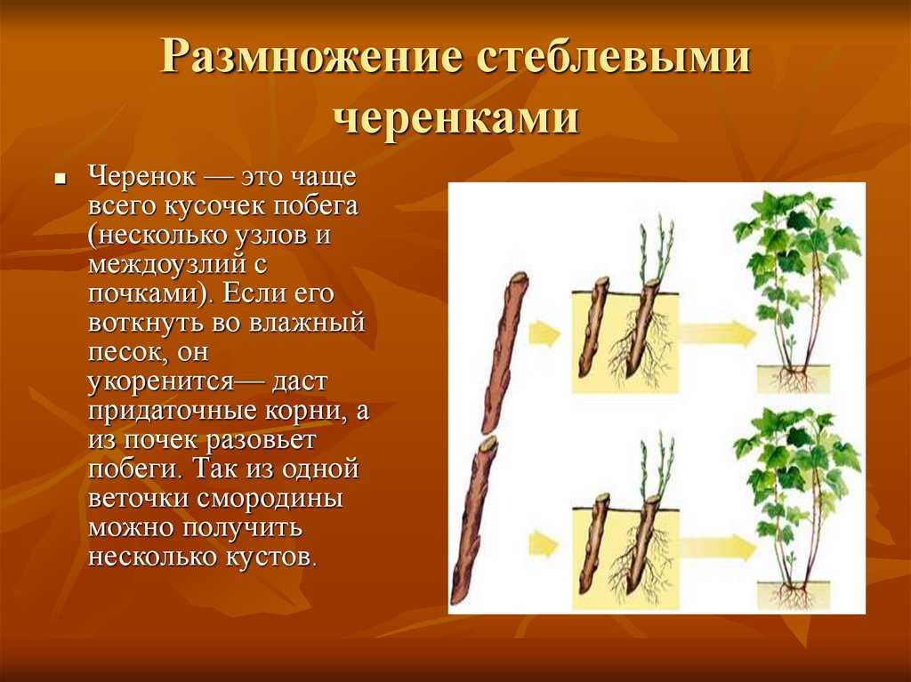 Как размножить калину красную - инженер пто